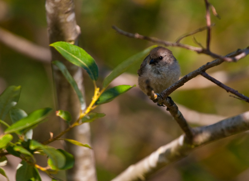 Bushtit